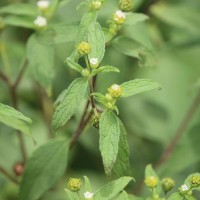 Blainvillea acmella (L.) Philipson